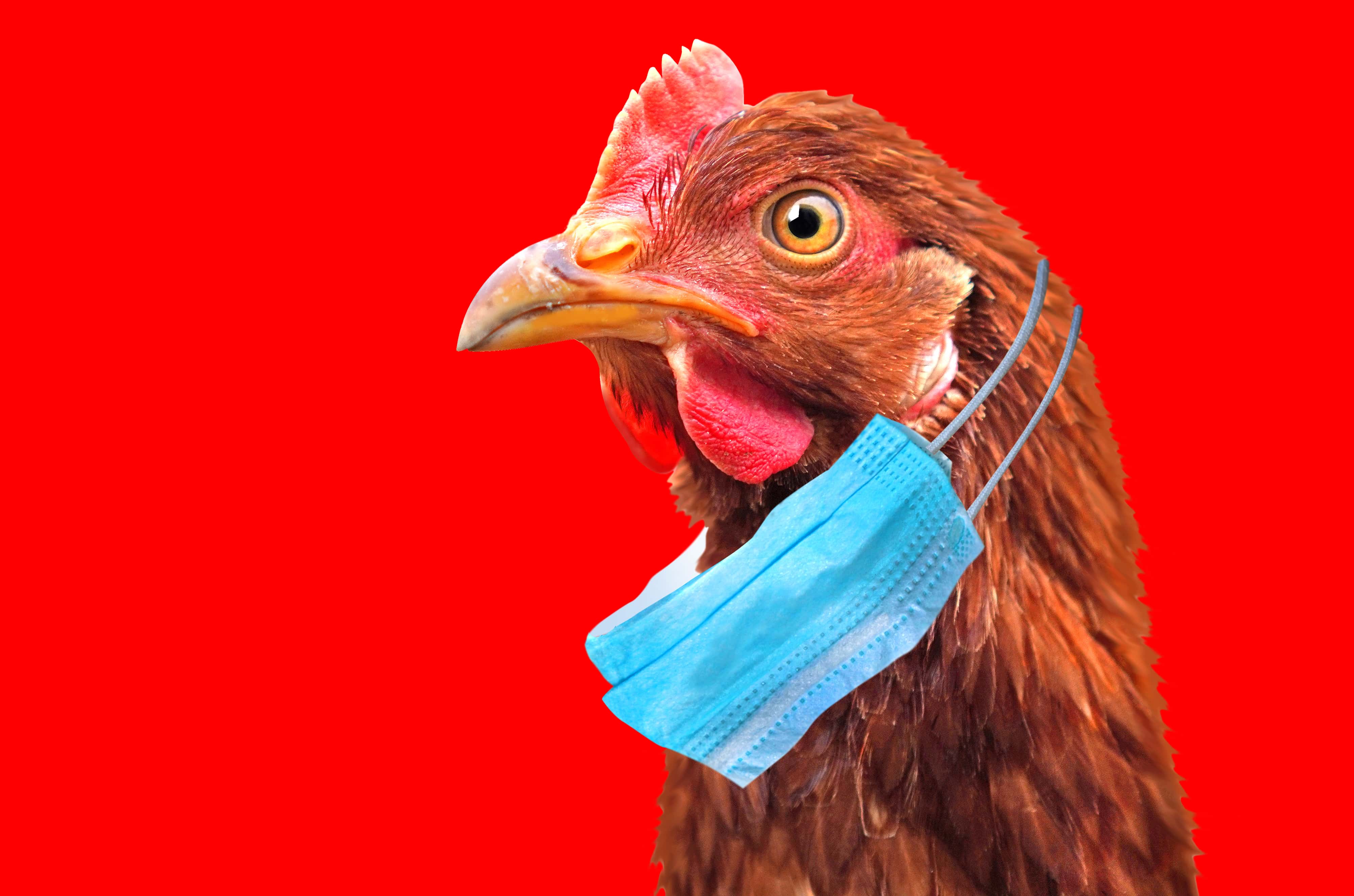 Grippe aviaire : vers un renforcement de la surveillance humaine pour détecter précocement toute transmission à l’être humain
