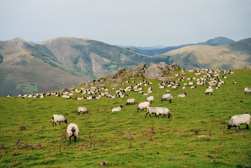 Politique agricole commune : Télépac, la procédure de télédéclaration des aides animales pour la campagne 2024 est ouverte depuis le 1er janvier