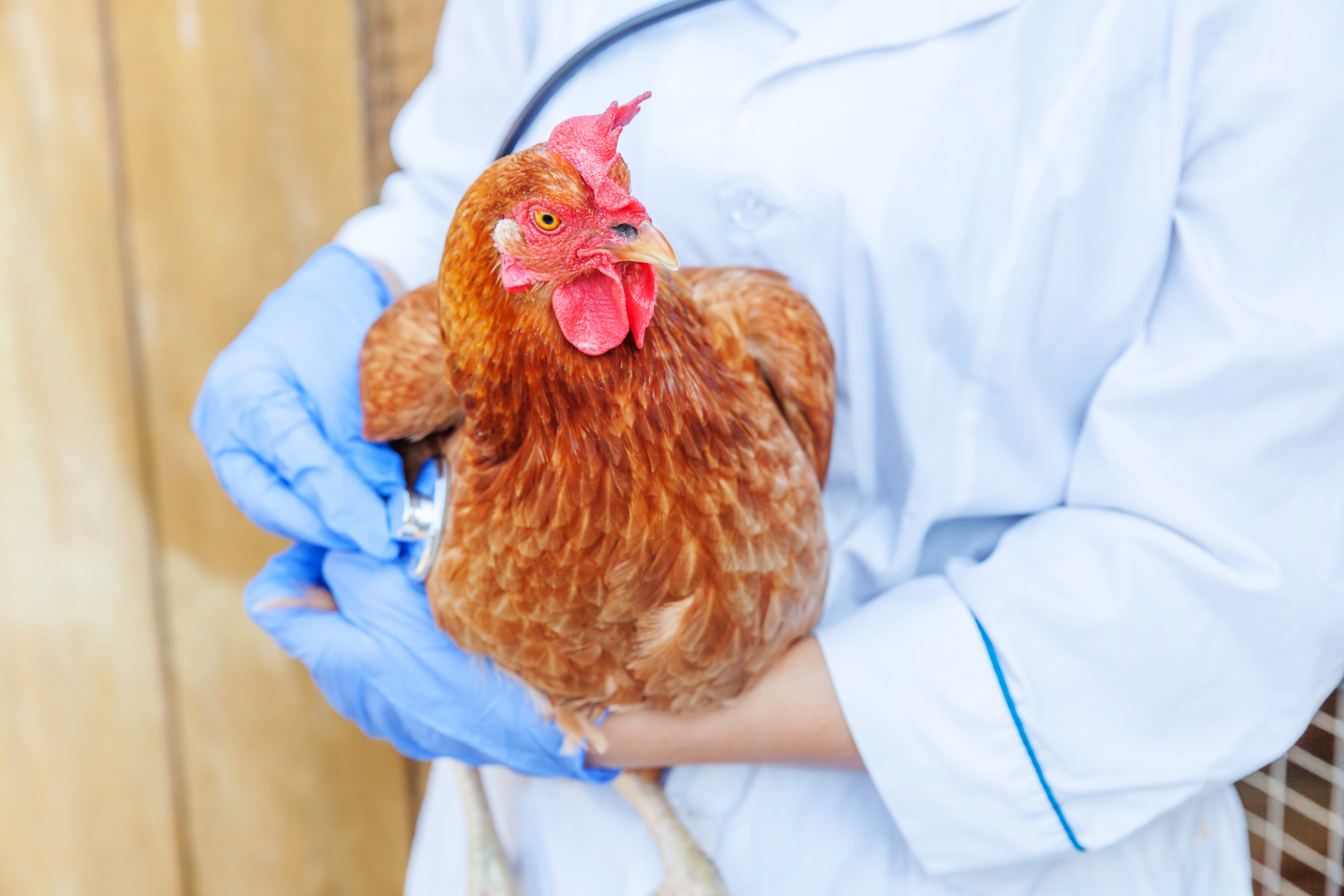 Prévention des maladies animales l’expérimentation sur la biosécurité dans les élevages de plein air en filières avicole et porcine entre en phase opérationnelle