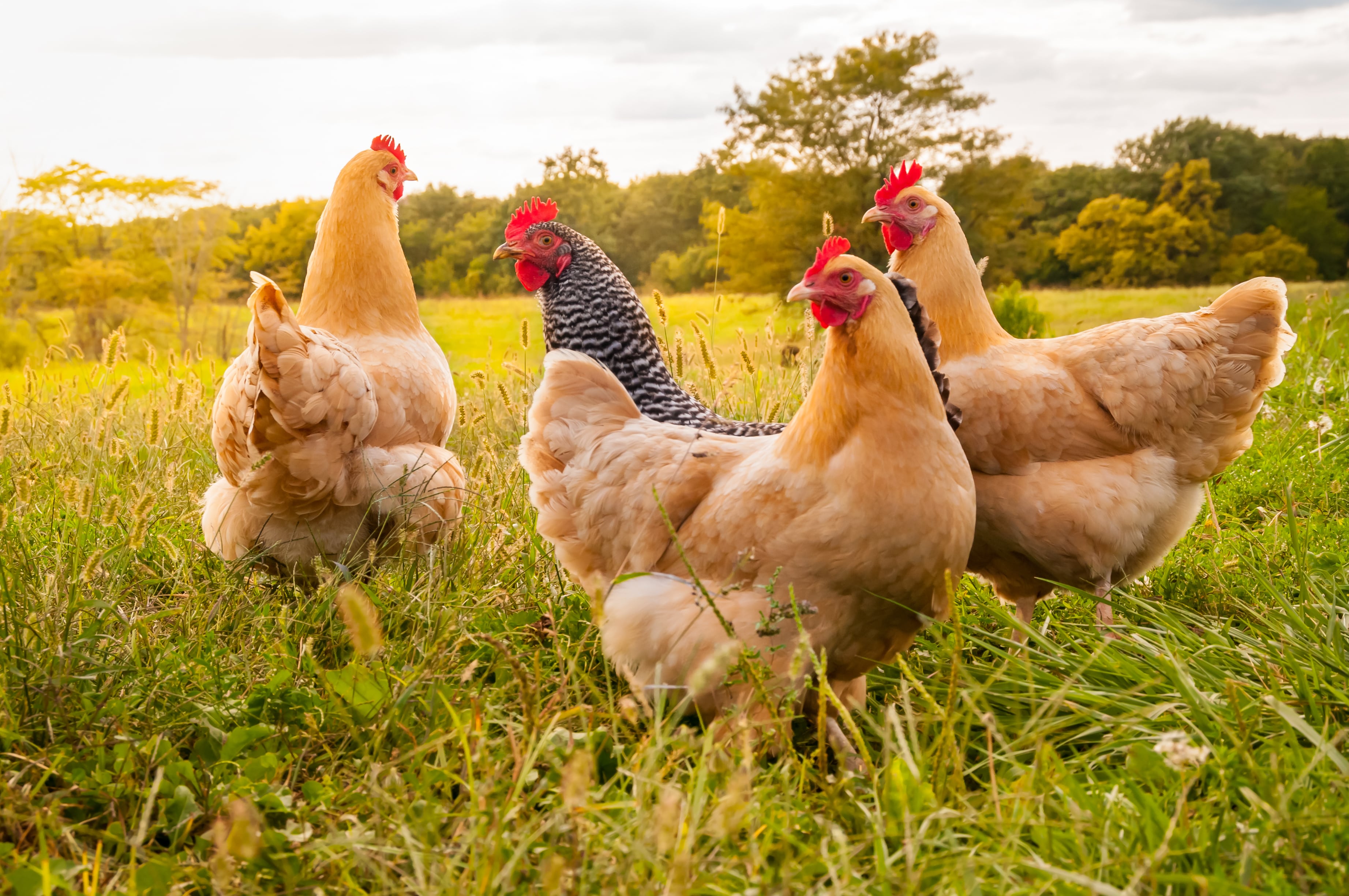 Grippe aviaire - la surveillance post-vaccinale est essentielle pour assurer la mobilité des oiseaux en toute sécurité