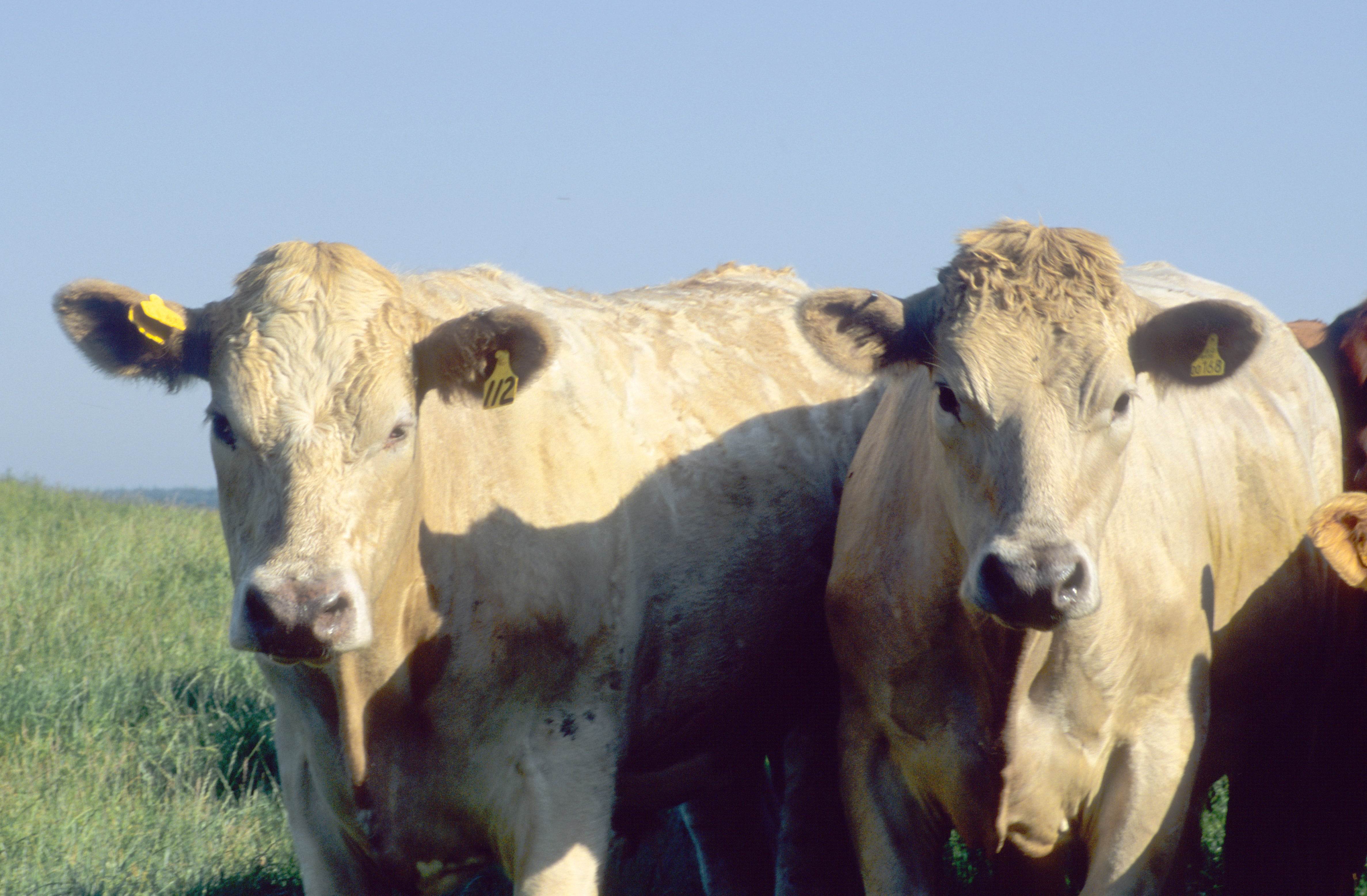 Identification et traçabilité des animaux de rente