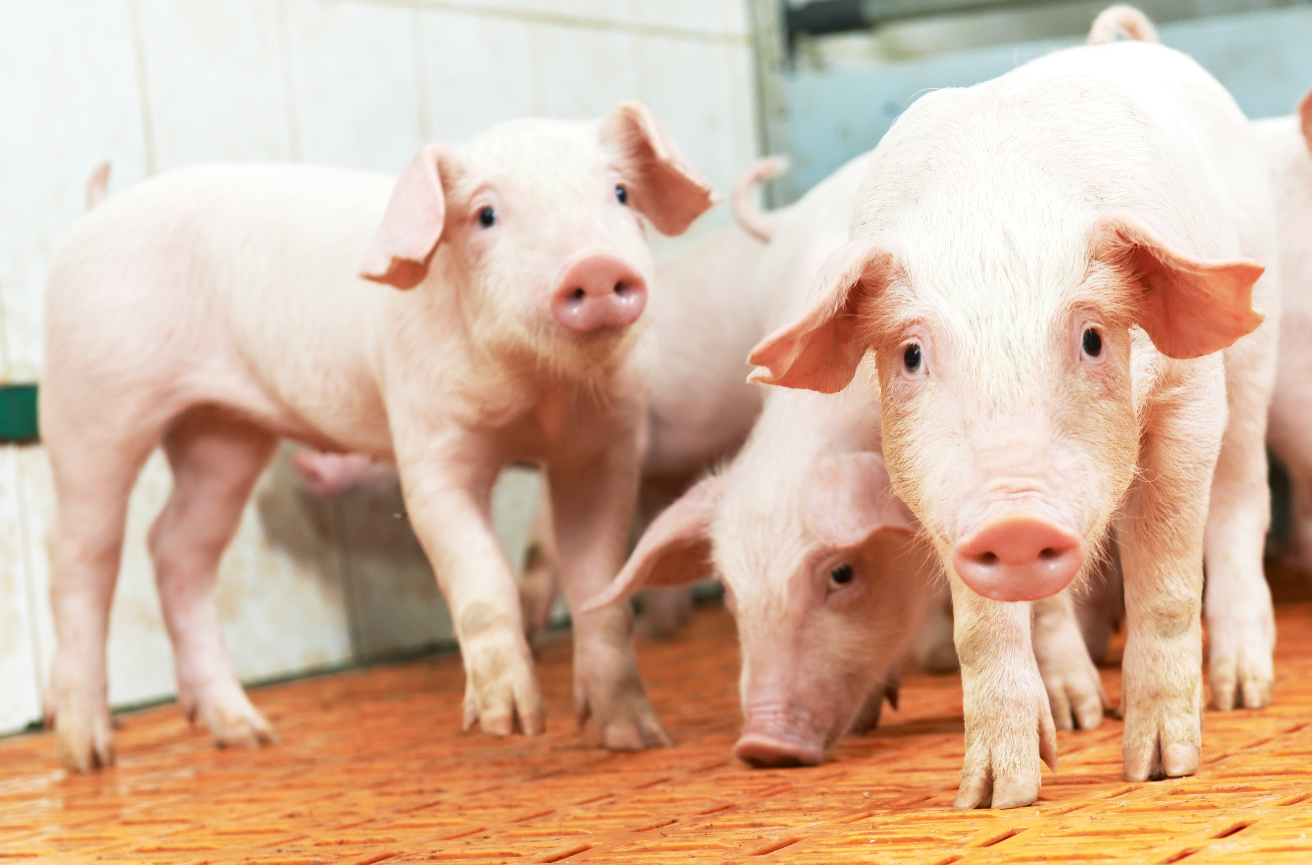 Peste porcine africaine augmentation significative chez les porcs dans l'UE en 2023