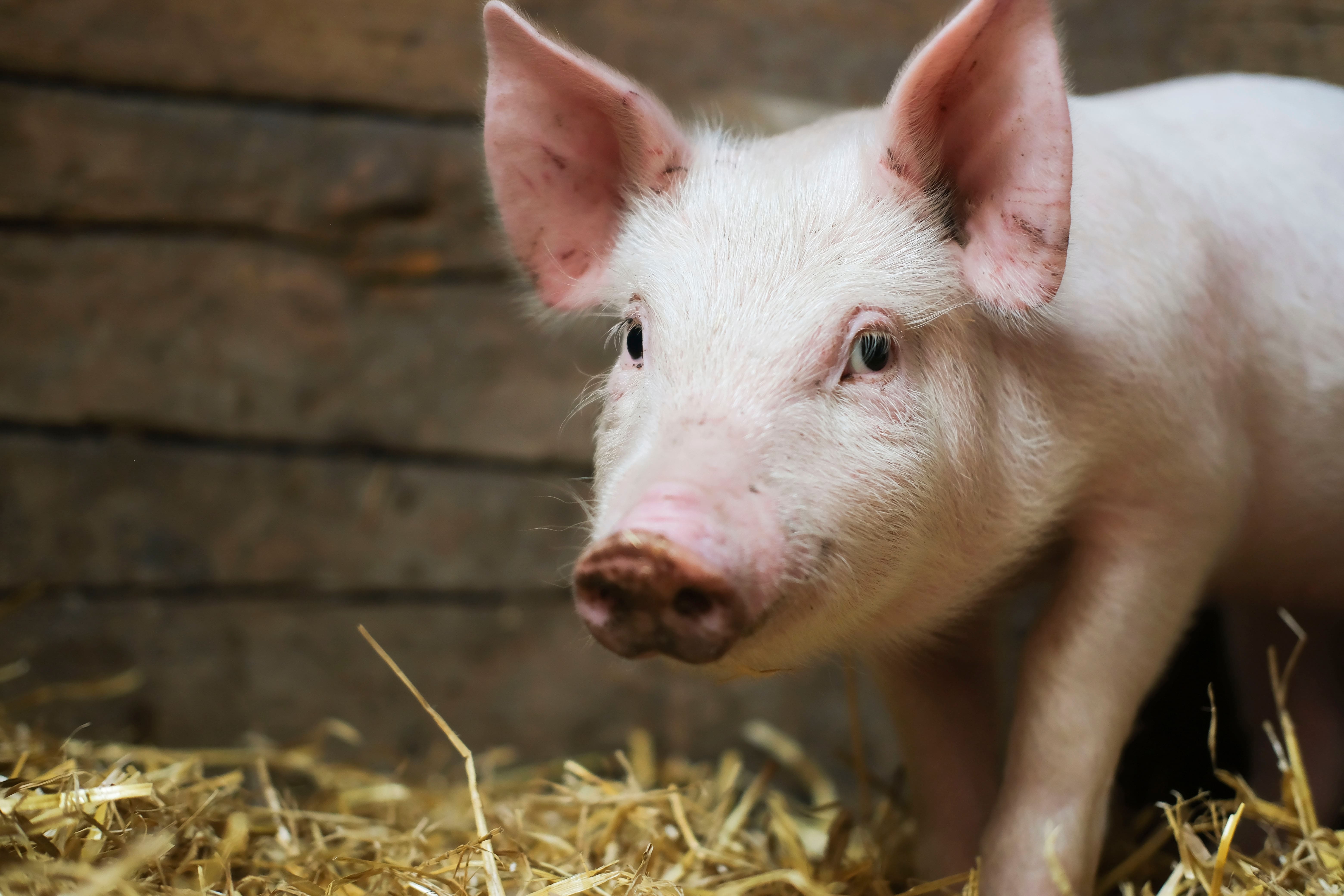 Peste porcine africaine - France et Italie avancent ensemble