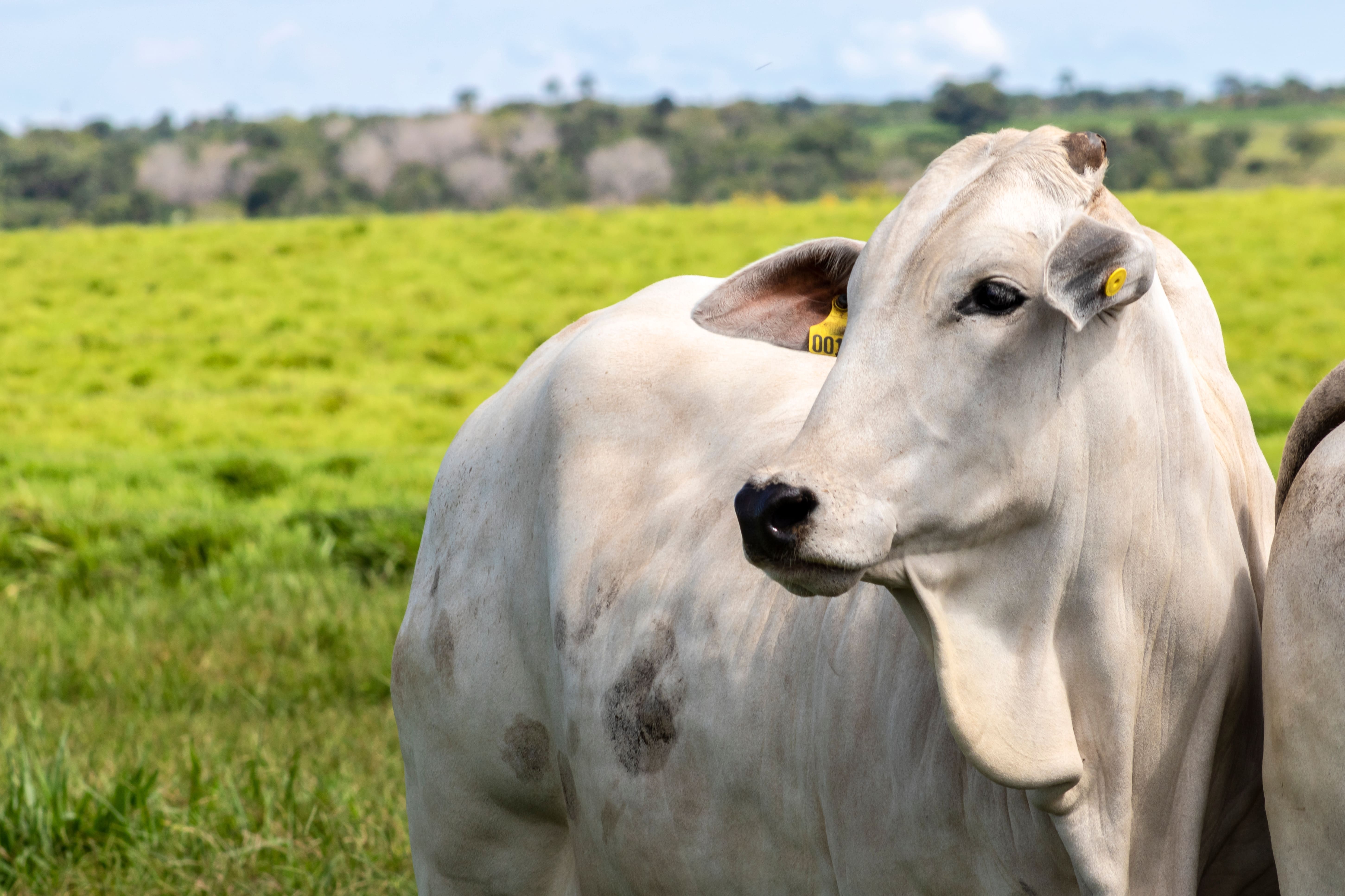 Fièvre catarrhale ovine déploiement d’une campagne de vaccination volontaire ciblée contre le sérotype 3 dans le Nord de la France