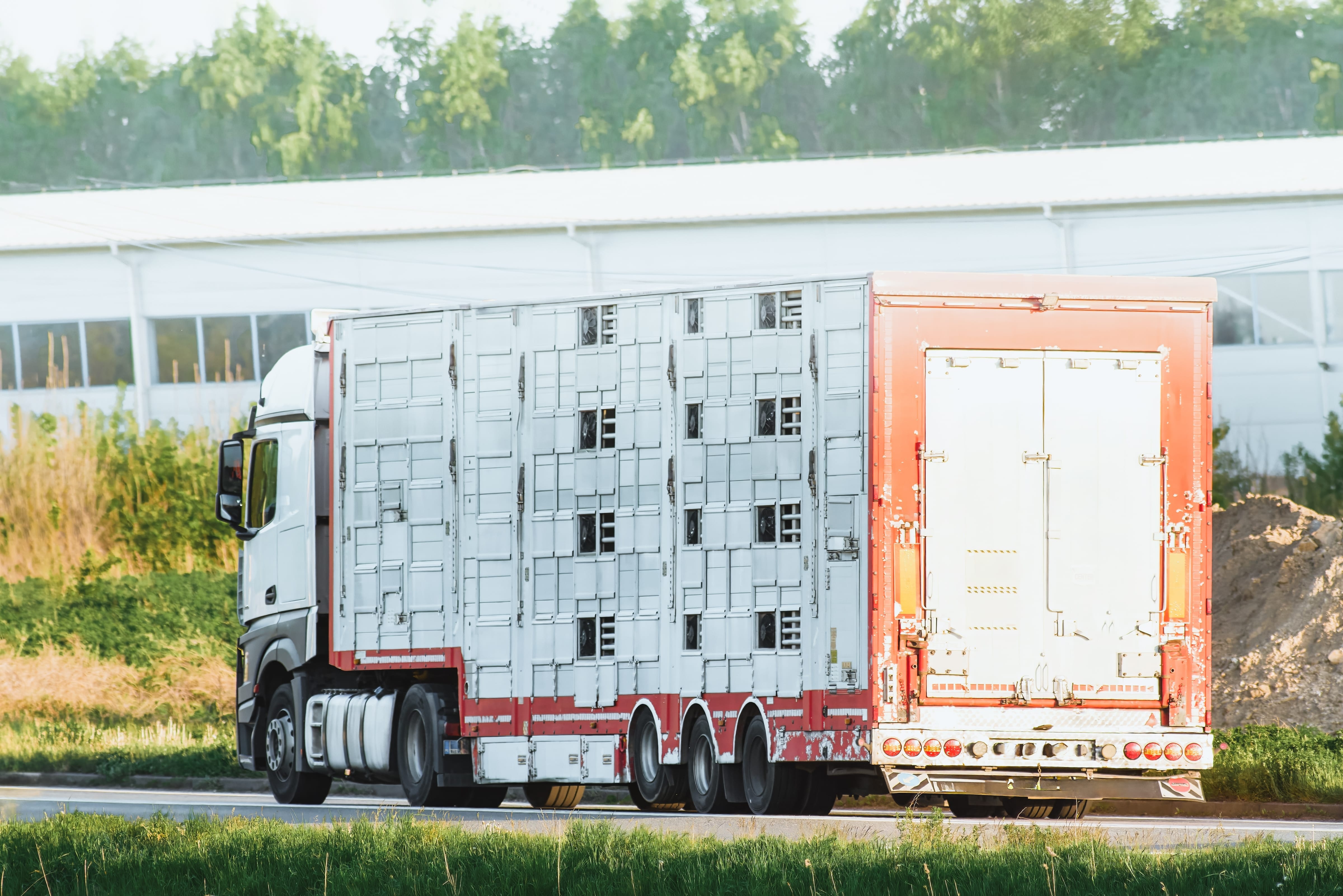 Transport d'animaux en période de canicule la règlementation