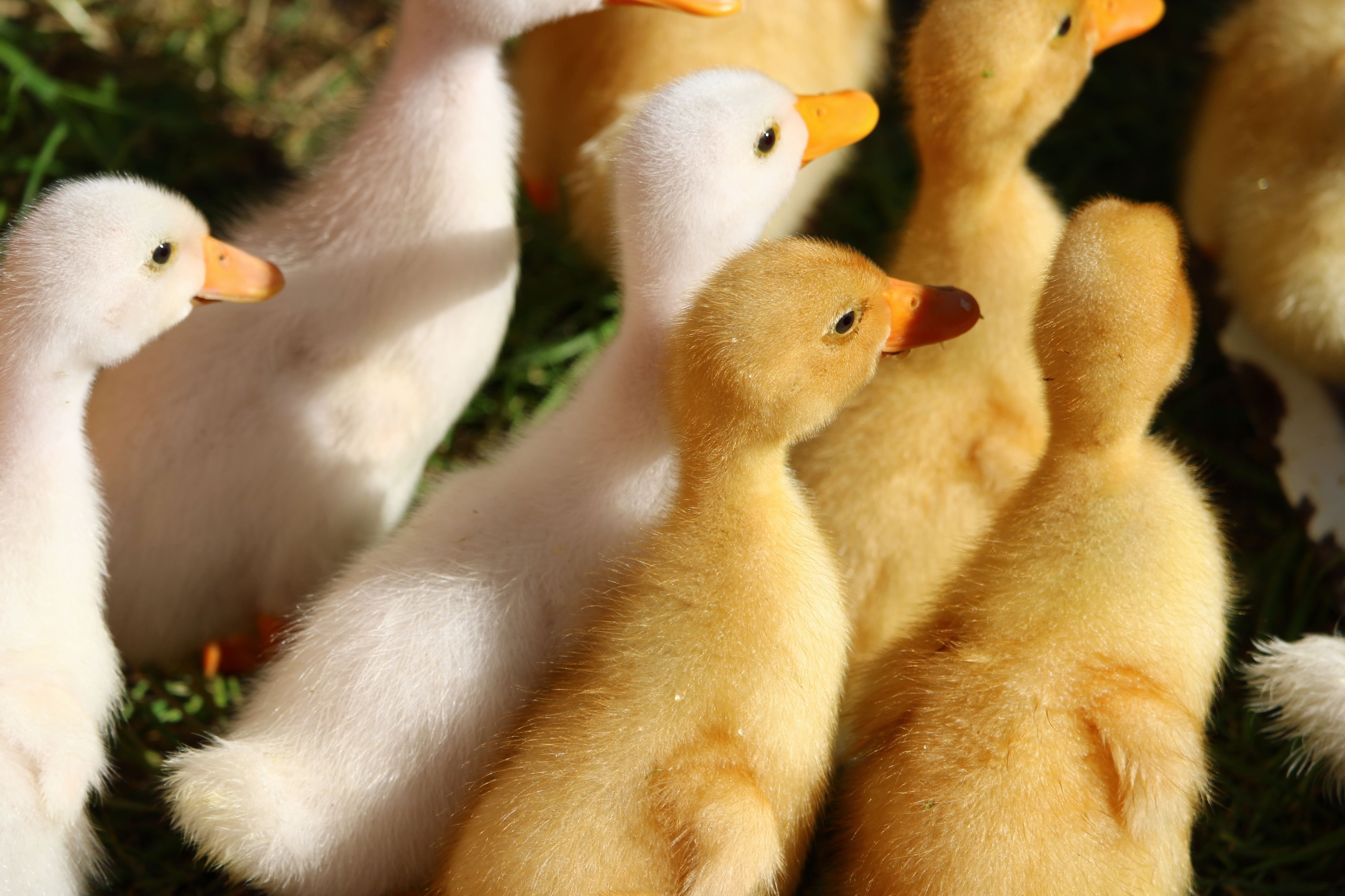 Influenza aviaire hautement pathogène - lancement de la deuxième campagne de vaccination obligatoire des canards