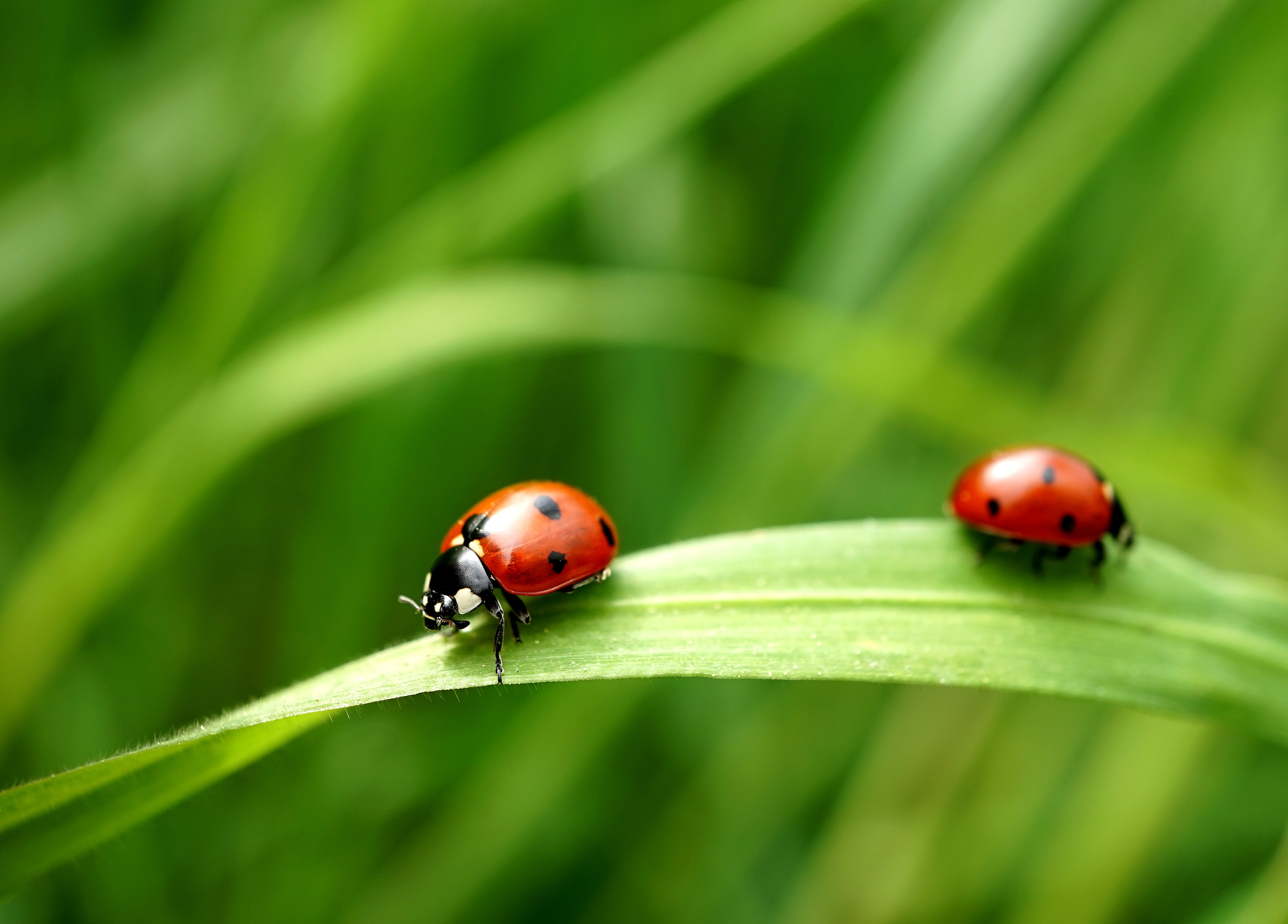 10 ans du Biocontrôle la France célèbre et se projette vers l’avenir-min