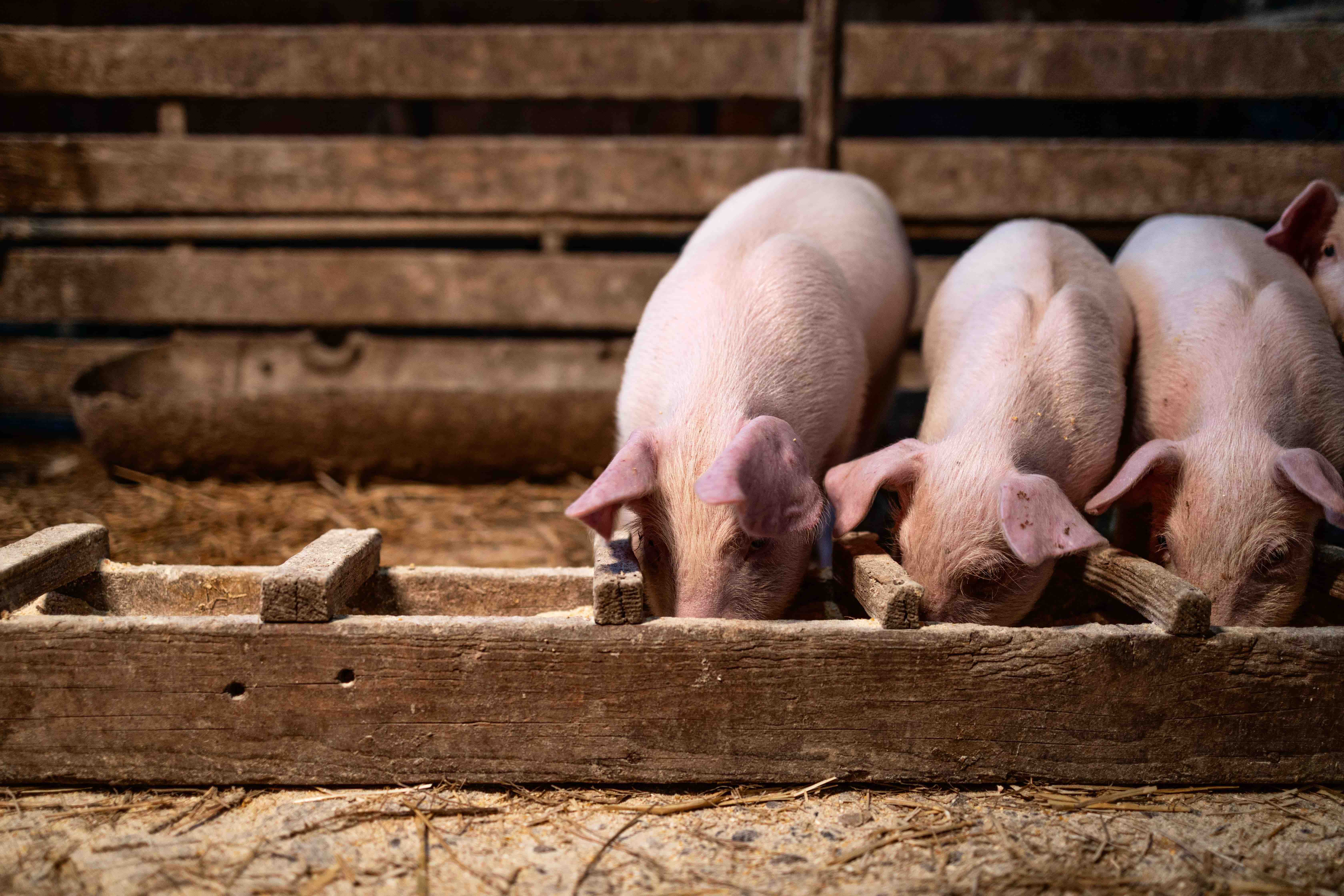 Grippe du porc comment un nouveau virus a pris le dessus sur les autres lignées en France