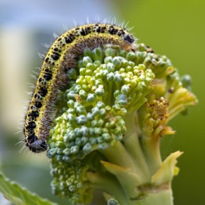 Raupe des Kohlweißlings am Brokkoli