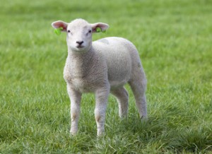 Lamb on the green field