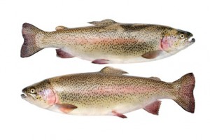 Rainbow trout