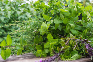 plantes-aromatiques_216130408